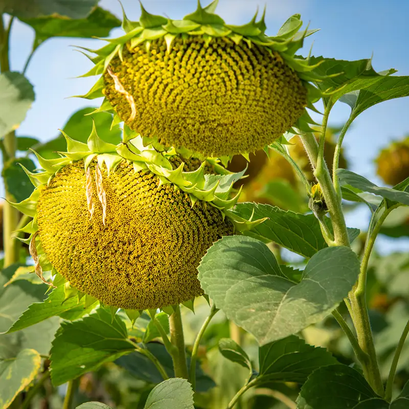 Sonnenblume Nahaufnahme